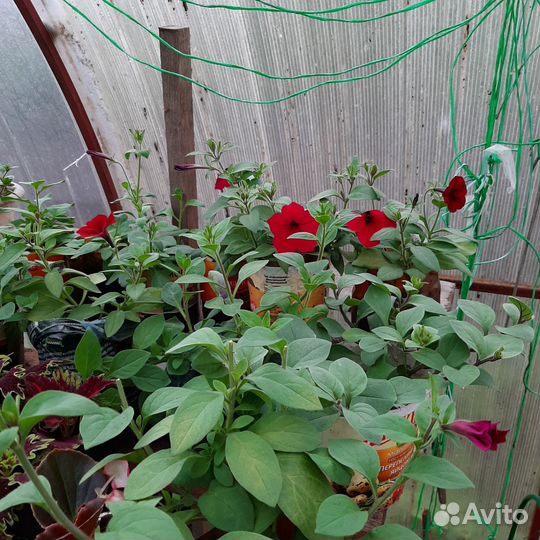 Рассада цветов петуньи и лобелии