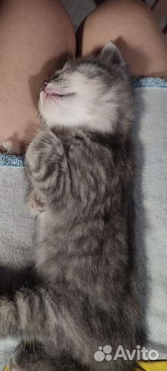 Британские котята