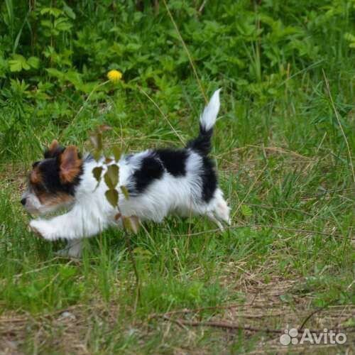 Щенки бивер йорк