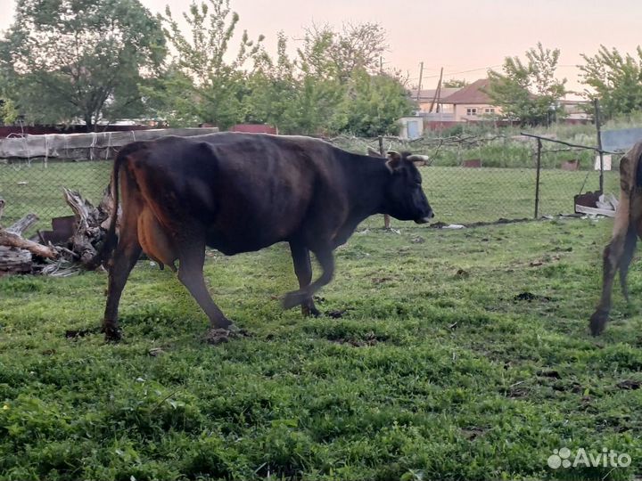 Салам Алейкум продаю дойных коров и на мясо