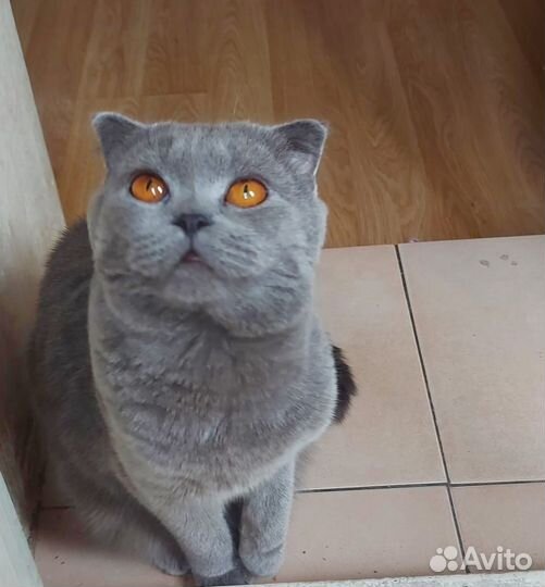 Британские котята