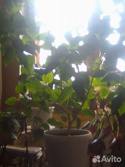 Комнатные растения цветы