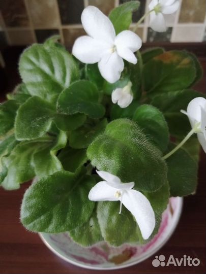 Фиалка белая