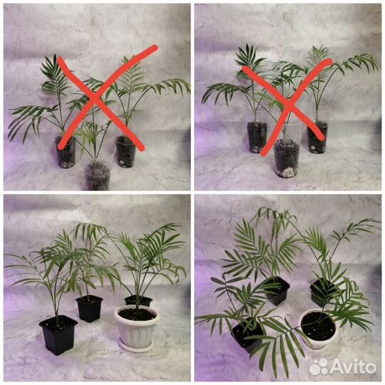 Домашние растения