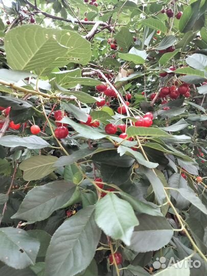 Вишня ягода свежая