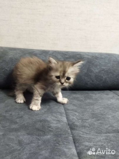 Шотландские котята в добрые руки