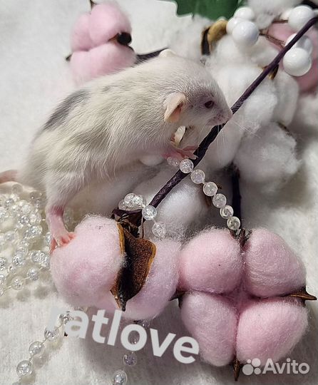 Крысята мальчики питомник