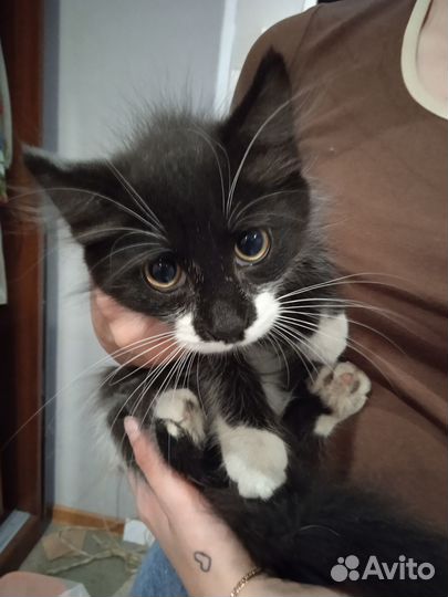 Отдам котика в добрые руки