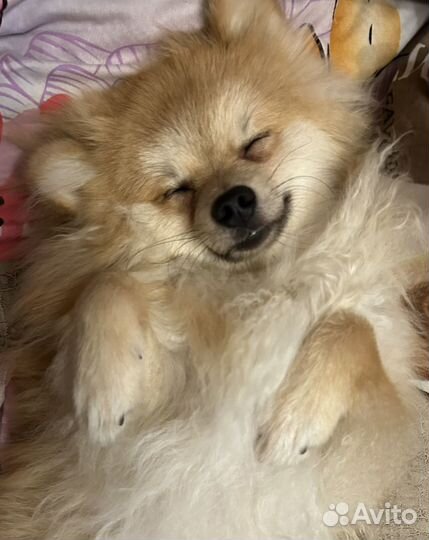 Немецкий шпиц