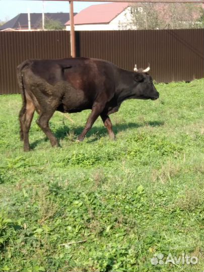 Корова дойная