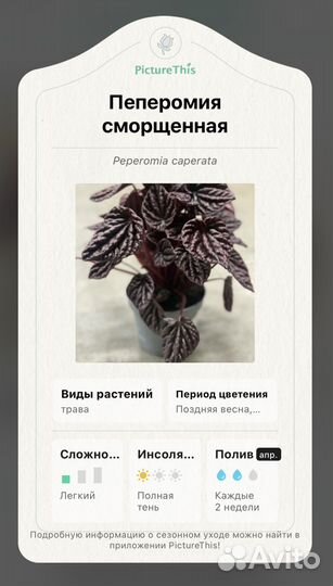 Пеперомия ред луна