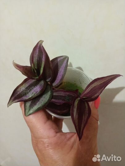 Укорененные черенки традесканций