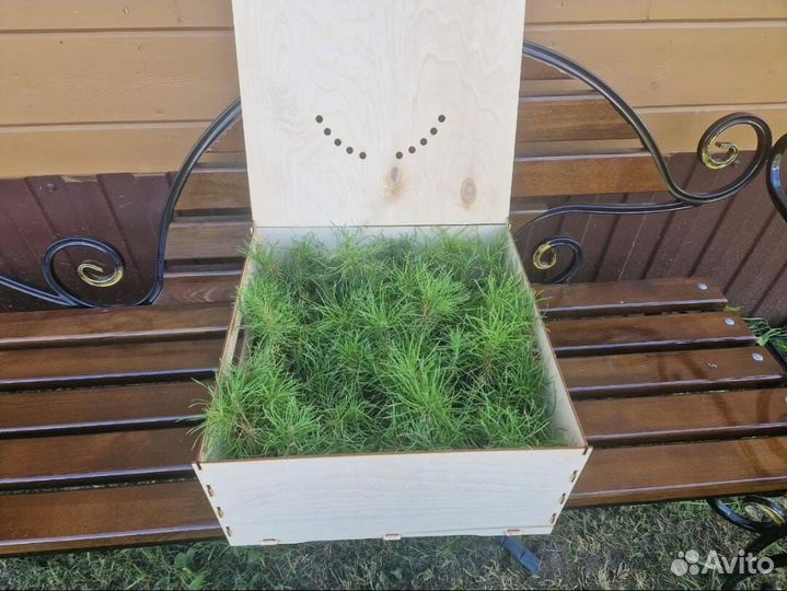 Саженцы ели европейской зкс