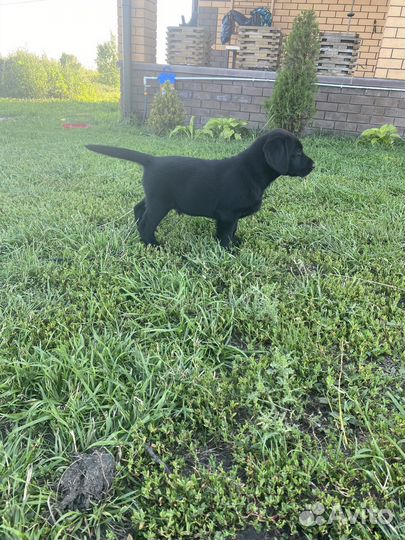 Щенки лабрадора черные
