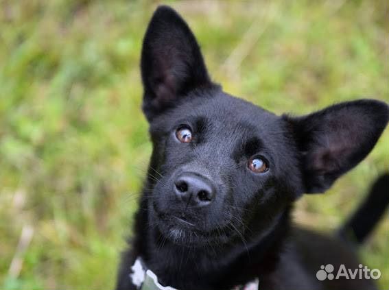 Щенки басенджи