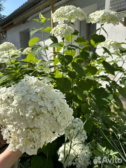 Гортензия (древовидная)саженцы