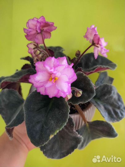 Фиалка в горшках