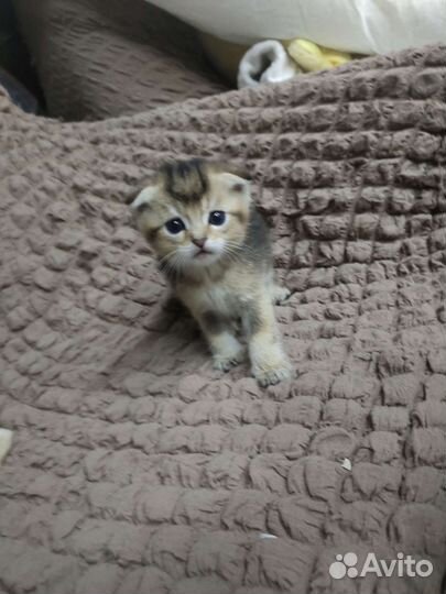 Шотландские котята