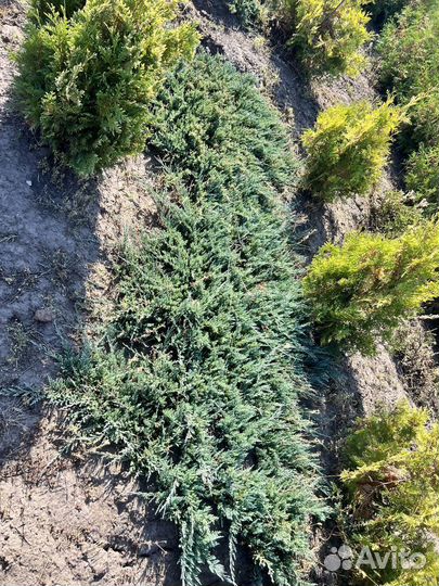 Можжевельник Пфитцериана