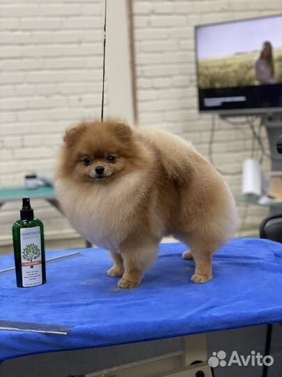 Грумер (выезд на дом)