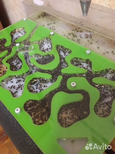 Муравьиные фермы