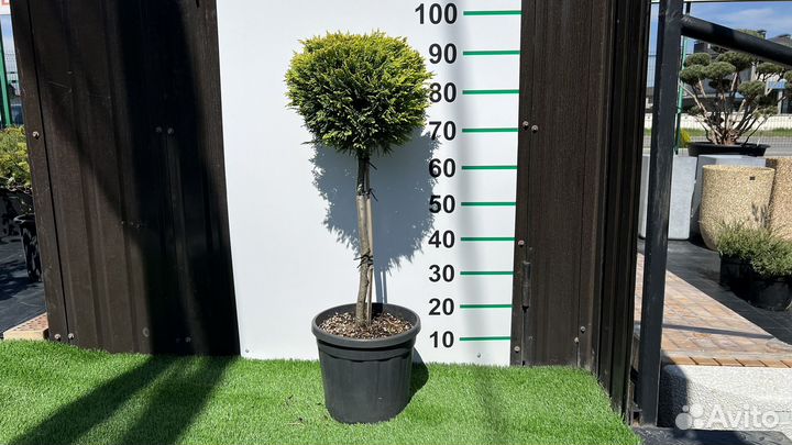 Кипарис чупс 95 см