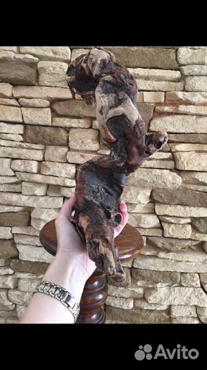 Традесканции /коряги