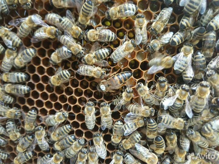 Пчеломатки плодные 2023 года