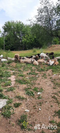 Овцы бараны на мясо
