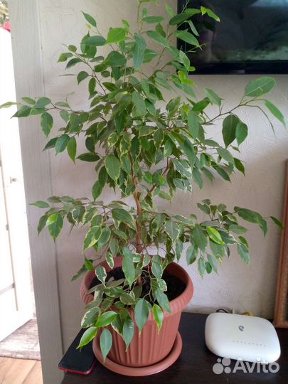 Фикус бенджамина