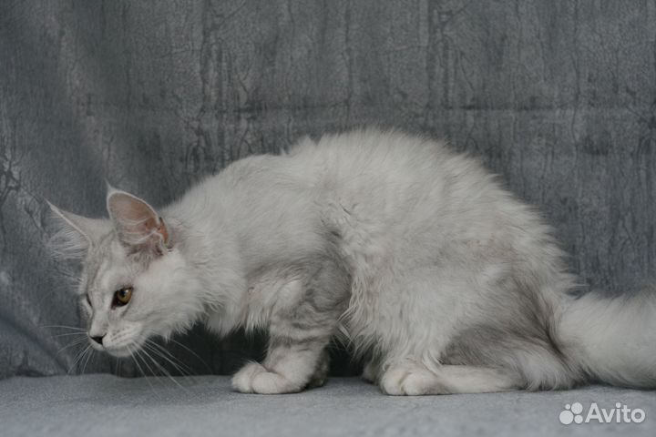 Мейнкун высокое серебро