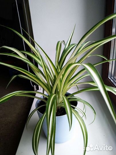 Хлорофитум хохлатый