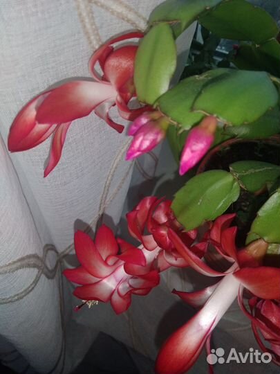 Цветок декабрист