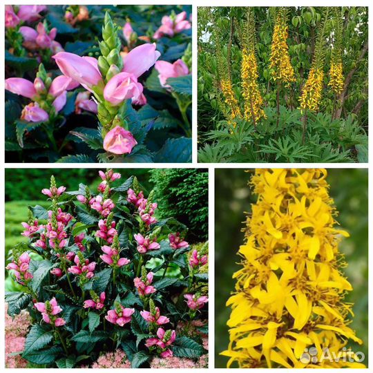 Садовые многолетние растения