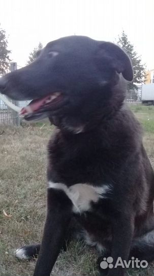 Ищу дом брошенной собаке