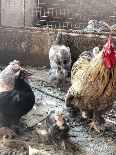 Фазаны и куры