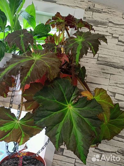 Бегонии, саженцы Гинкго Билоба, Цинеррария Серебро