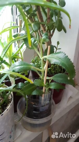 Алое золотой ус каланхое хлорофитум