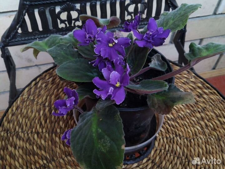 Традесканция (зебрина), сортовые фиалки