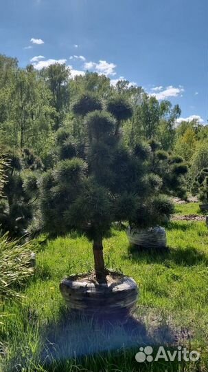 Бонсай сосна