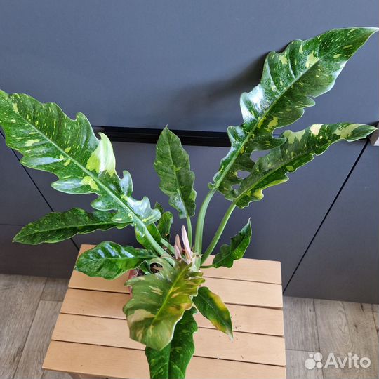 Филодендрон, эпипремнум, сциндапсус