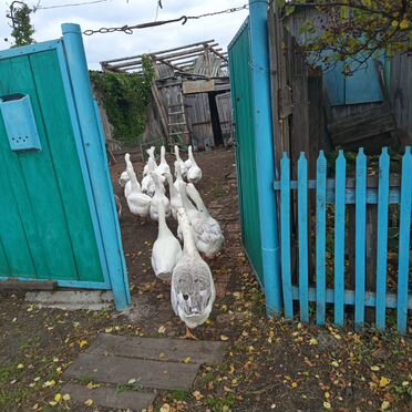Гуси оптом