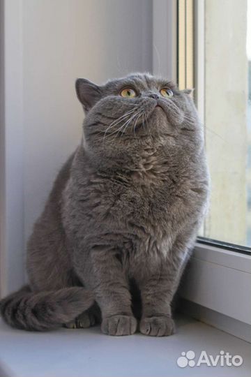 Кот на вязку