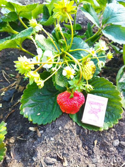 Рассада клубники