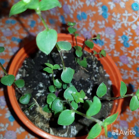 Каллизия зеленая