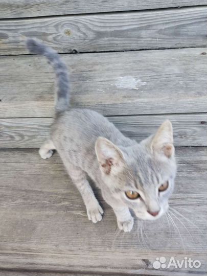 Котята в добрые руки бесплатно