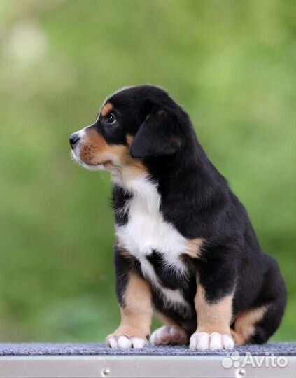 Большой швейцарский зенненхунд