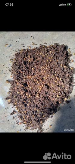 Коконы дендробены