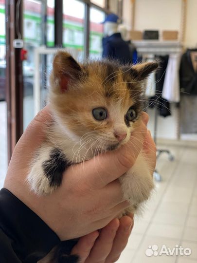 Котята в добрые руки даром