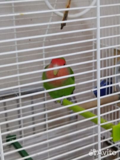 Попугай неразлучник